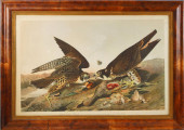 AUDUBON (1785 -1851) BEIN GREA