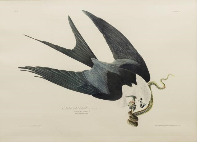 AUDUBON AMERICA SWALLOW-TAILED