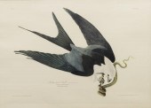AUDUBON AMERICA SWALLOW-TAILED