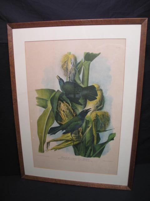 Audubon chromolithograph print.