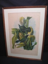 Audubon chromolithograph print
