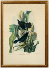 Audubon chromolithograph, "Pur
