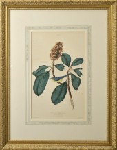 AUDUBON ENGRAVING, BONAPARTE F
