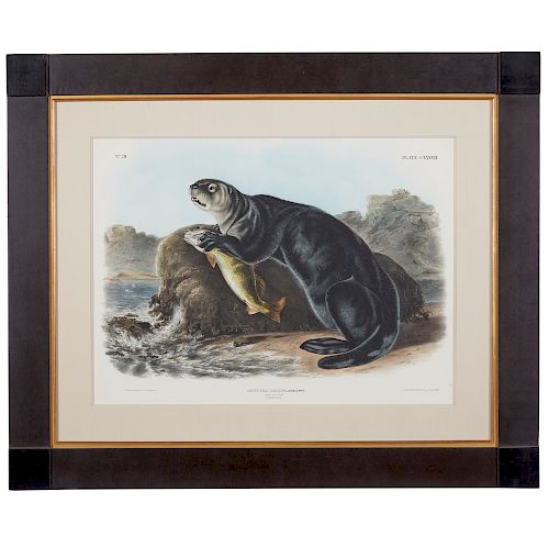 AUDUBON "ENHYDRA MARINA"Framed J.W.