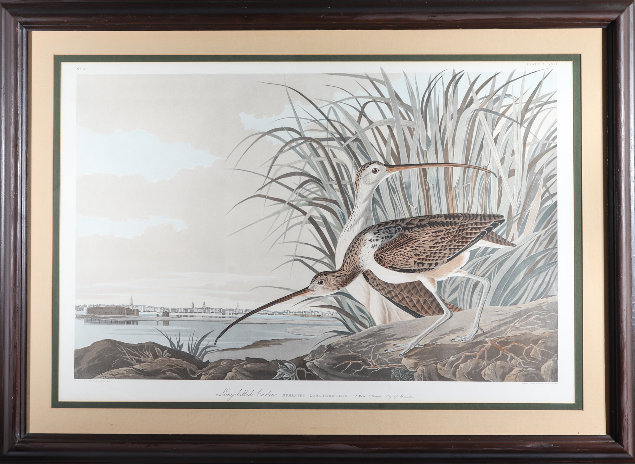 AUDUBON HAVELL, LONG-BILLED