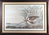 AUDUBON HAVELL, LONG-BILLED CU
