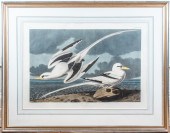 AUDUBON HAVELL, TROPIC BIRD (P