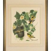 AUDUBON, John James (1784-1851