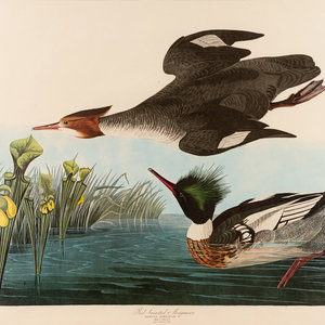 AUDUBON, John James (1785-1851),