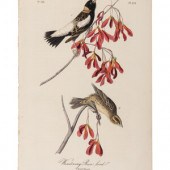 AUDUBON, John James (1785-1851
