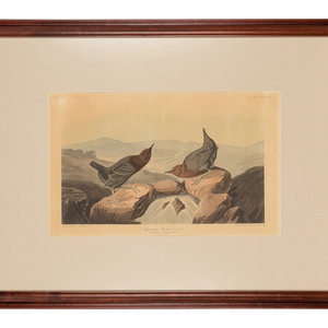 AUDUBON, John James (1785-1851)