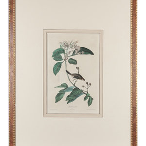 AUDUBON, John James (1785-1851).