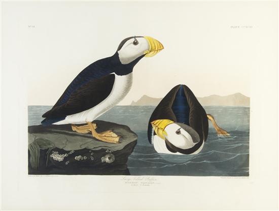 * (AUDUBON JOHN JAMES after) HAVELL