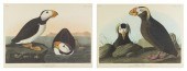 (AUDUBON JOHN JAMES after) A g