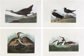 (AUDUBON JOHN JAMES after) ABB