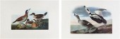 (AUDUBON JOHN JAMES after) ABB