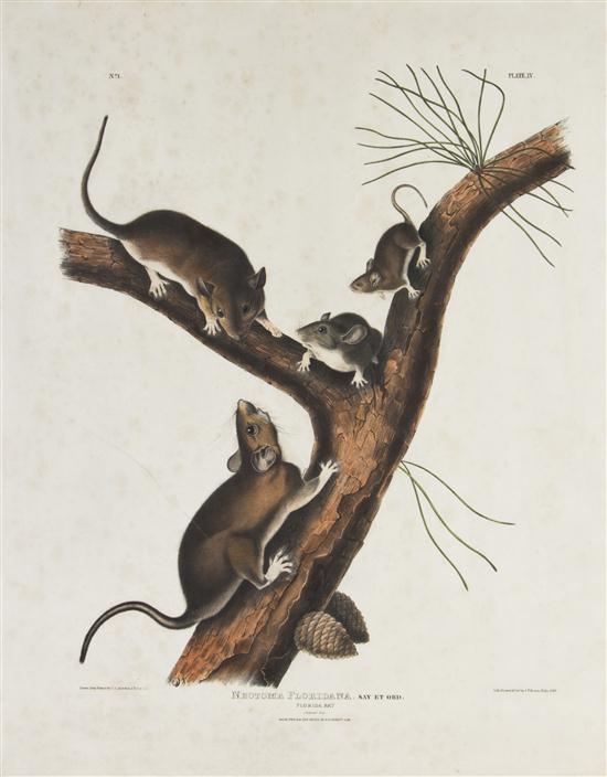 (AUDUBON JOHN JAMES after) BOWEN J.
