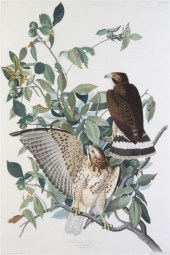 *(AUDUBON JOHN JAMES after) HA