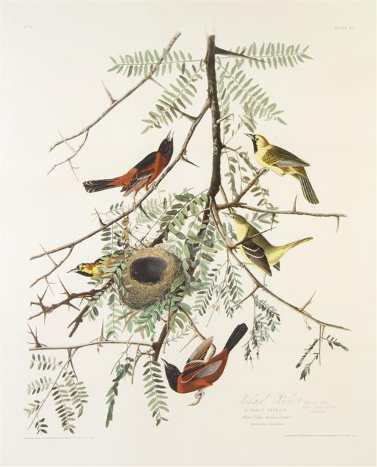 (AUDUBON JOHN JAMES after) HAVELL