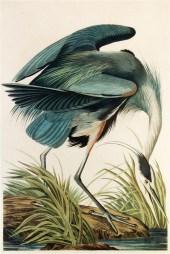 (AUDUBON JOHN JAMES after) The