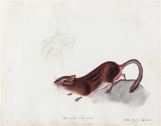 * AUDUBON JOHN JAMES attributed