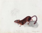 * AUDUBON JOHN JAMES attribute