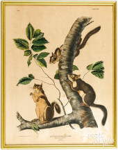 AUDUBON LITHOGRAPH OF A DOUGLA