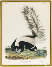 AUDUBON LITHOGRAPH OF A SKUNK<