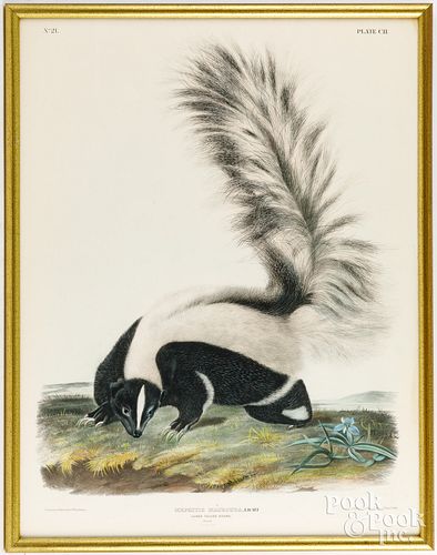 AUDUBON LITHOGRAPH OF A SKUNKJohn