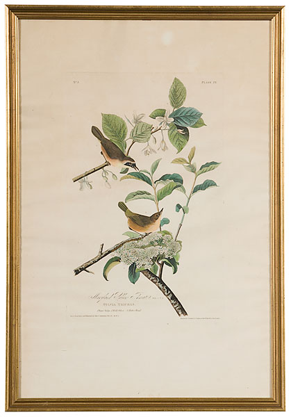 Audubon Maryland Yellow Throat