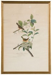 Audubon Maryland Yellow Throat