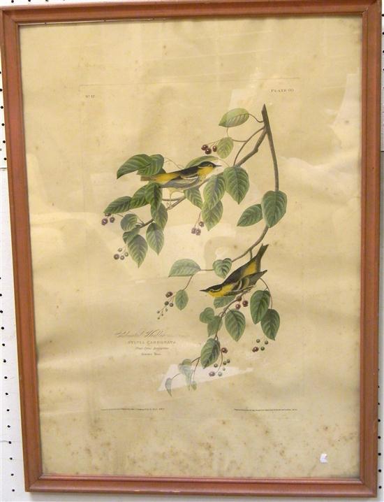 Audubon print  engraved by R.