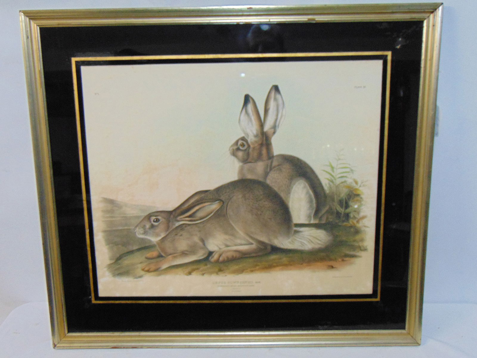 AUDUBON PRINT, "LEPUS