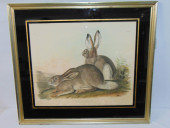AUDUBON PRINT, "LEPUS TOWNSEND