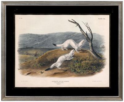 Audubon print, Putorius Agilis, Aud