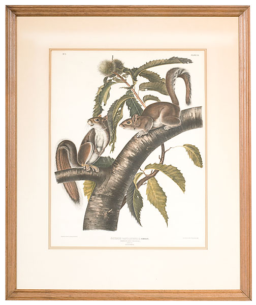Audubon Print Sciurus