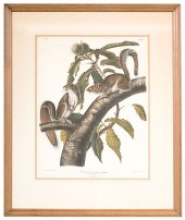 Audubon Print Sciurus Caroline