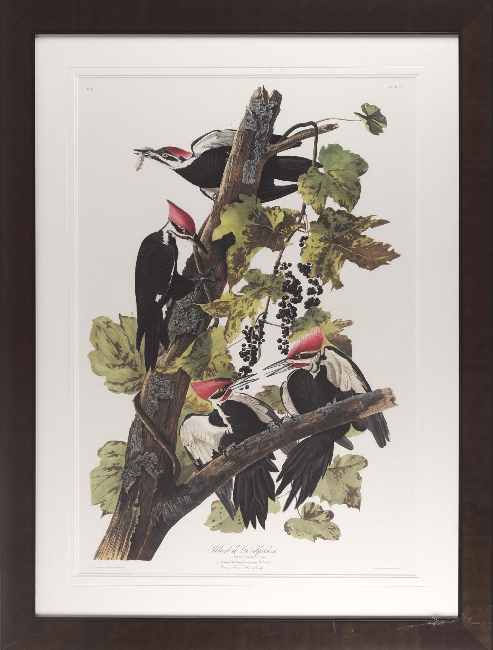 AUDUBON SOCIETY/ABBEVILLE PRESS