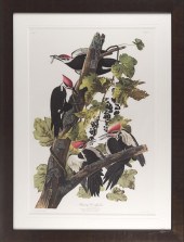 AUDUBON SOCIETY/ABBEVILLE PRES