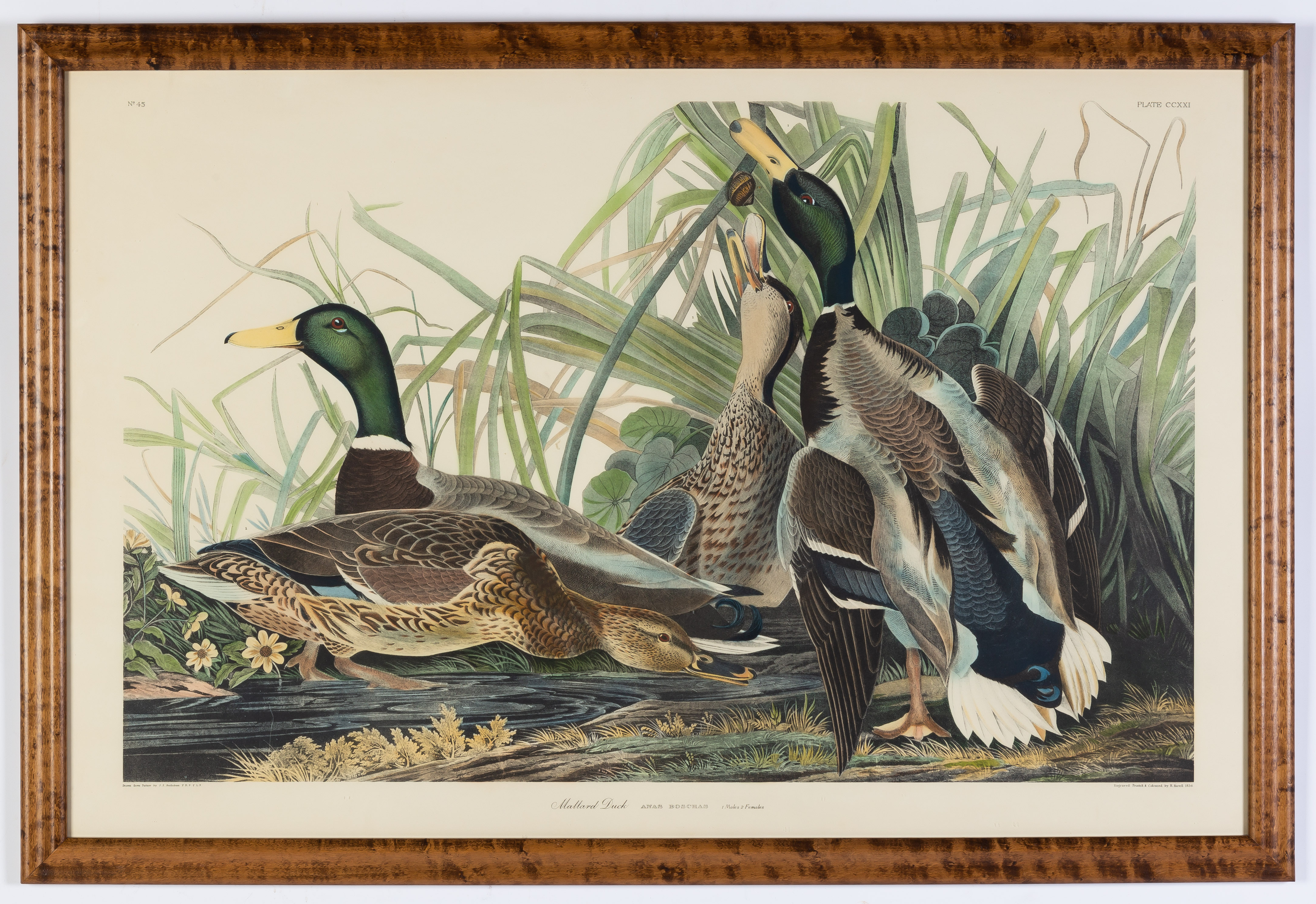 AUDUBON STYLE MALLARD DUCKS Audubon