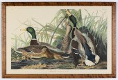 AUDUBON STYLE MALLARD DUCKS Au