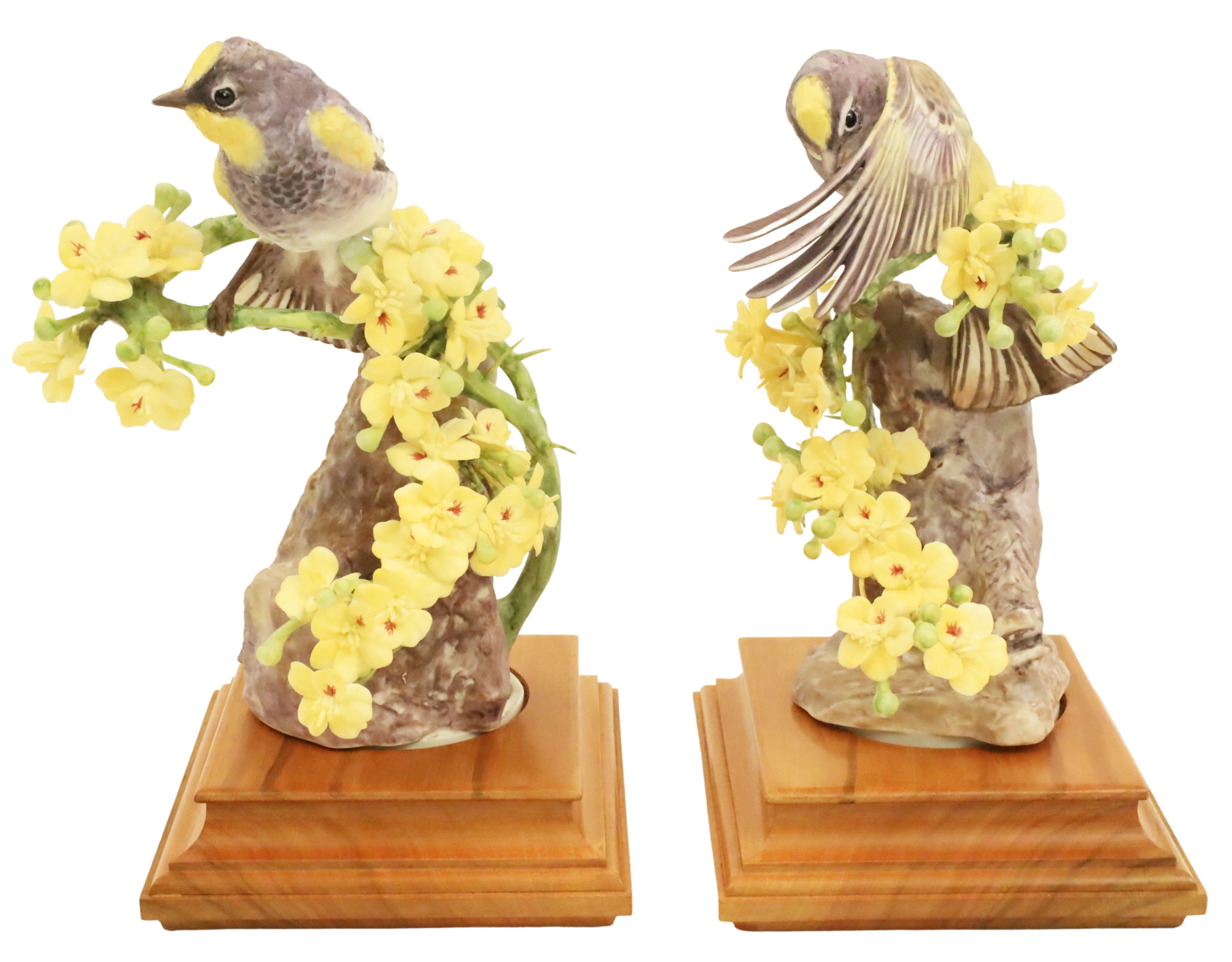 AUDUBON WARBLERS BY DOROTHY DOUGHTY
