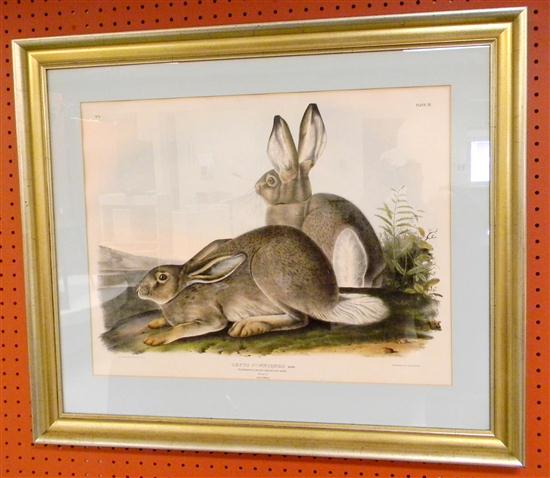 Audubon/JT Bowers ''Lepus
