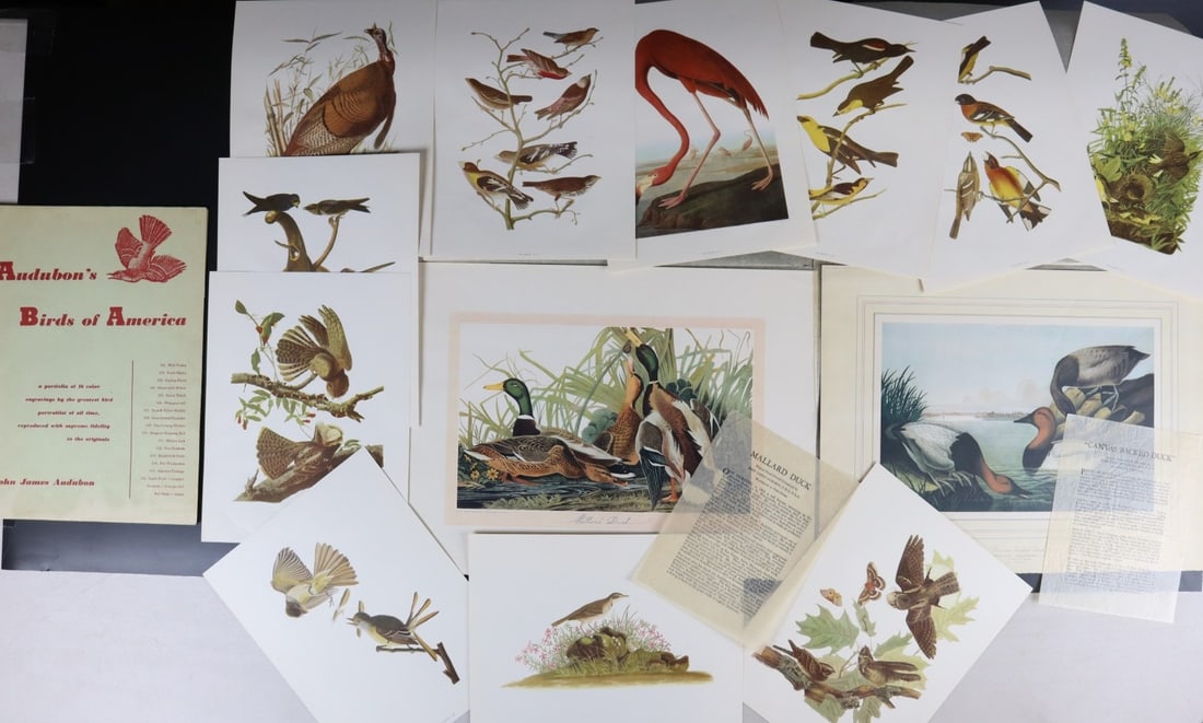 AUDUBON'S BIRDS OF AMERICA 12