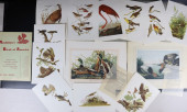 AUDUBON'S BIRDS OF AMERICA 12