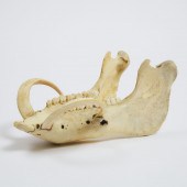 Australian Wild Boar Jawbone w