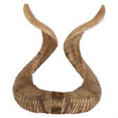 AUTHENTIC RAM HORNS TAXIDERMY