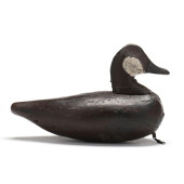 BACK BAY (VA), RUDDY DUCK<br>B