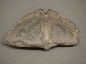 BANDED SLATE BANNERSTONEA band