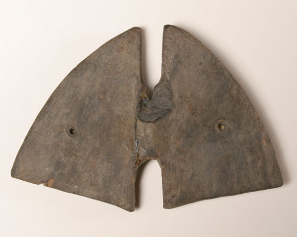 Banded slate butterfly